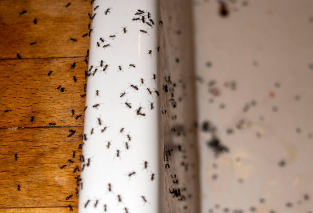 Professional Pest Control in Lincoln, AR